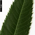 SpeciesSub: var. rufoferruginea
